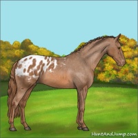 Horse Color:Chestnut Appaloosa
