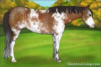 Horse Color:Buckskin Sabino 