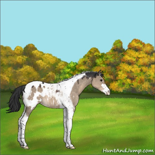 Horse Color:Brown Dun Sabino Tobiano Appaloosa 