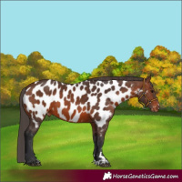 Horse Color:Brown Appaloosa