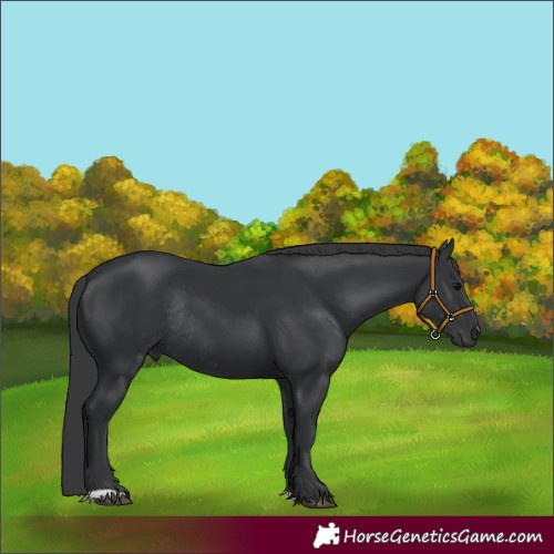 Horse Color:Black Rabicano 