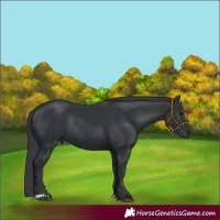 Horse Color:Black Rabicano