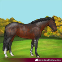 Horse Color:Brown Sabino