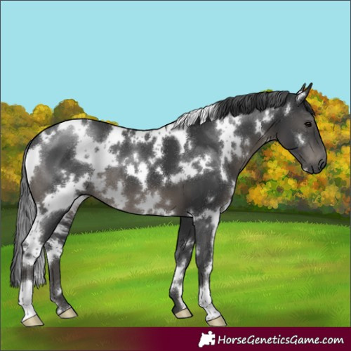 Horse Color:White Spotted Black