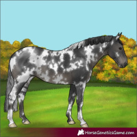 Horse Color:White Spotted Black
