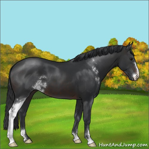 Horse Color:Brown Sabino