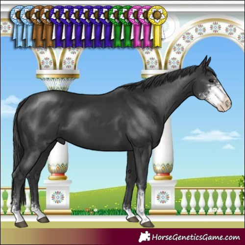 Horse Color:Black Sabino 