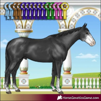 Horse Color:Black Sabino