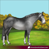 Horse Color:Gray Black Sabino Rabicano 