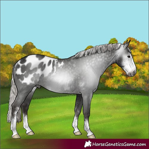 Horse Color:Gray Silver Black Sabino Appaloosa Rabicano 