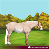 Horse Color:Silver Amber Champagne Roan Frame Rabicano 