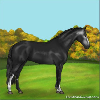 Horse Color:Gray White Spotted Black 