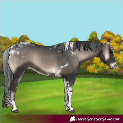 Horse Color:Blue Onyx Tobiano Rabicano 