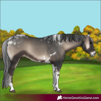 Horse Color:Blue Onyx Tobiano Rabicano 