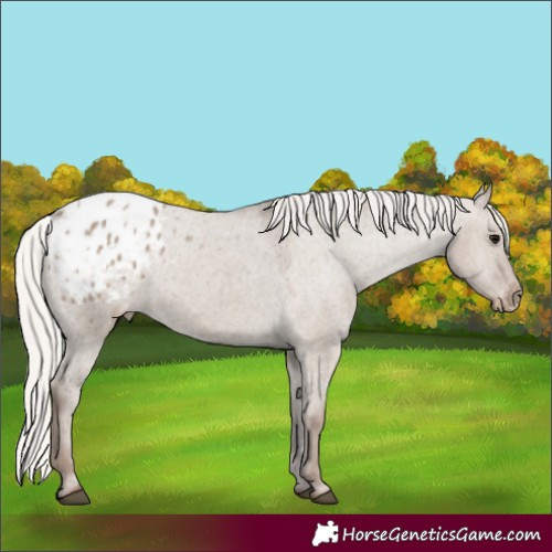 Horse Color:Silver Grullo Appaloosa Rabicano 