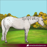 Horse Color:Silver Grullo Appaloosa Rabicano 