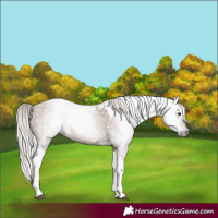 Horse Color:Gray Silver Black Pearl Tobiano 