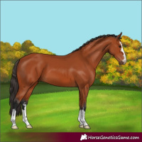 Horse Color:Bay 