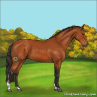 Horse Color:Buckskin Tobiano 