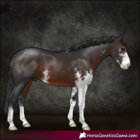 Horse Color:Brown Sabino