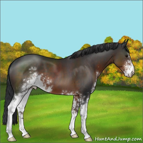 Horse Color:Brown Sabino 