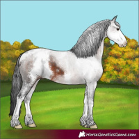 Horse Color:Brown Sabino