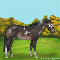 Horse Color:White Spotted Brown Tobiano 