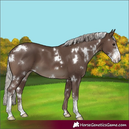 Horse Color:White Spotted Silver Black Sabino 