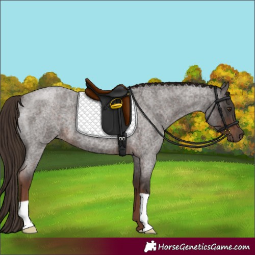 Horse Color:Liver Red Roan 