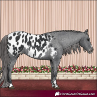 Horse Color:Black Appaloosa 
