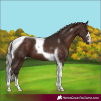 Horse Color:Silver Brown Tobiano 