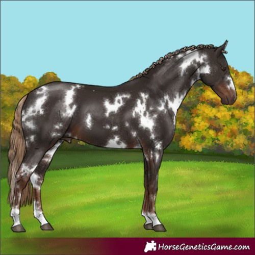 Horse Color:White Spotted Liver Chestnut 