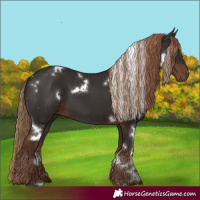 Horse Color:White Spotted Liver Chestnut 