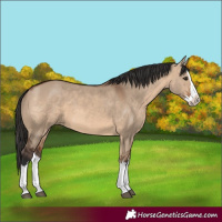 Horse Color:Brown Dun Splash