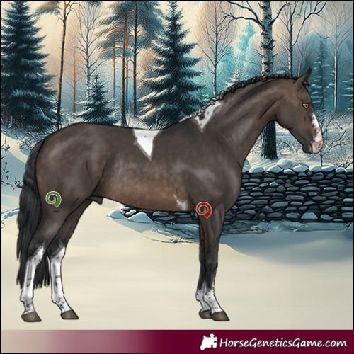 Horse Color:Brown Dun Sabino Tobiano Rabicano 