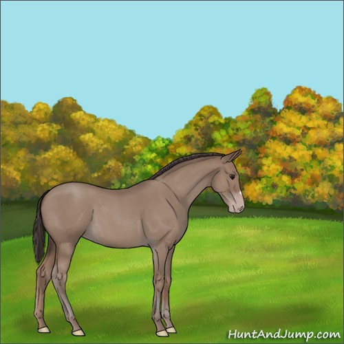 Horse Color:Classic Champagne Roan 