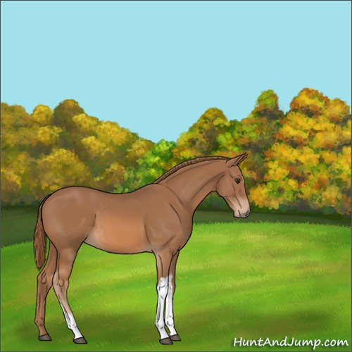 Horse Color:Chestnut 
