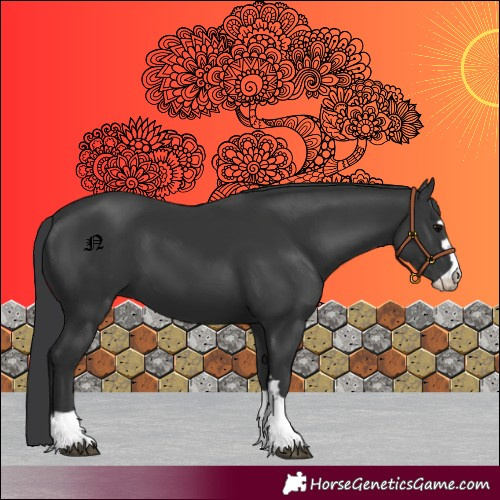 Horse Color:Black 