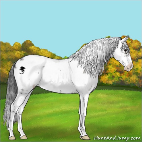 Horse Color:Grullo Sabino 