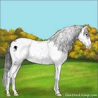 Horse Color:Grullo Sabino 