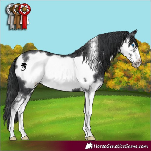 Horse Color:Black Sabino Frame 