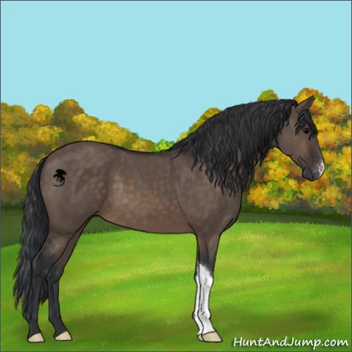 Horse Color:Brown Dun
