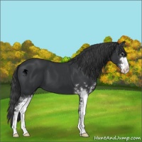 Horse Color:Black Sabino 