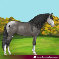 Horse Color:Grullo 