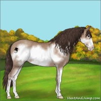 Horse Color:Classic Champagne Sabino Frame 