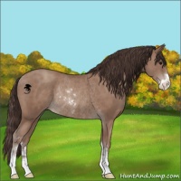 Horse Color:Classic Champagne Sabino Rabicano 