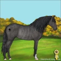 Horse Color:Black Rabicano 