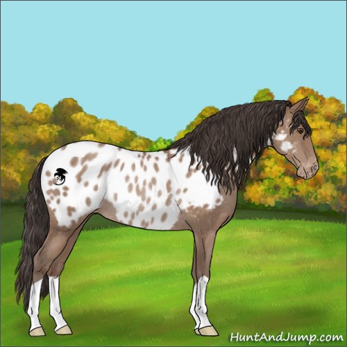 Horse Color:Classic Champagne Appaloosa Rabicano 