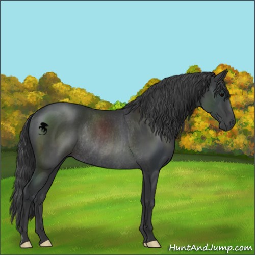 Horse Color:Black Rabicano 