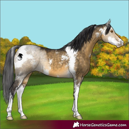 Horse Color:Buckskin Dun Sabino 